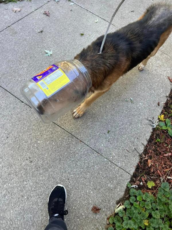 Cheeto with bucket on his head