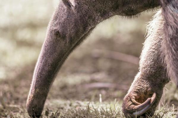 Closeup of a gray animal with a long narrow nose, small eyes and big, long, curved claws.