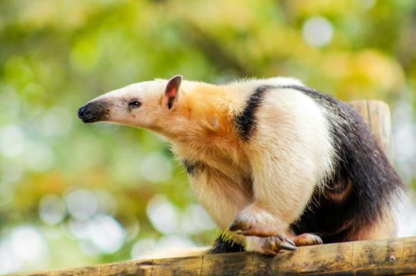 Forequarters of a black and white long-nosed furry animal standing on a board, on the sides of its front paws.